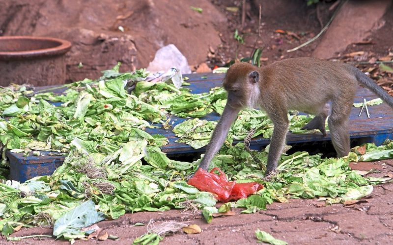The wild monkeys will be roaming around the hill in getting foods supply by the locals  nearby  Wat Remcitta Vipassana buddhist temple at Persiaran Bercham Utara 11.RONNIE CHIN/The Star